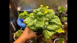 Complete Guide to Growing Vegetables Indoors And Harvest Many Times