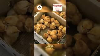 Bovans brown chicks  bovan brown farming  poultry farming in Pakistan 