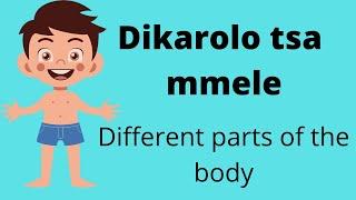 Body parts in Setswana - Dikarolo tsa mmele ka puo ya Setswana