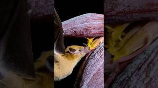 Bats are Underrated Pollinators #batweek #bats #pollination #animalfacts