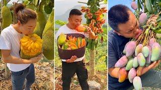 How to Chop Fruits on The Tree  Amazing Fruits Cutting Skills