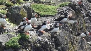 Colony of Puffins