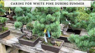 Problems with Japanese White Pines