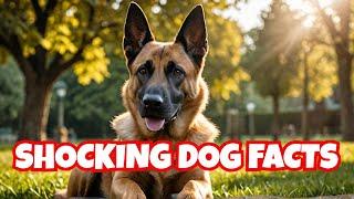 10 SURPRISING Belgian Malinois FACTS You Need to Know  Malinois  Dog Training  Dog Breeds