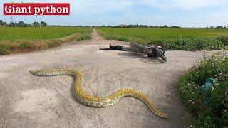 200 kg giant snake crawls across the road to scare 2 young people