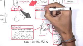 Skeletal System Overview