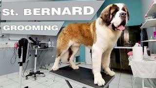 This dog is HUGE - Saint Bernard Dog Grooming -  4 hours in 8 min. video