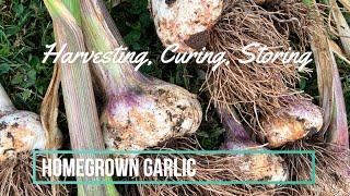 Perfect Time to Harvest Garlic and How to Cure & Store It