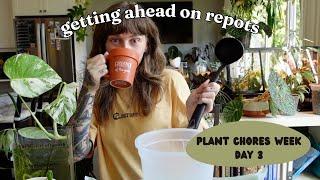 🪴 potting up my new plants into pon & clear self-watering pots 