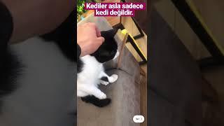 Kediler asla sadece kedi değildir.