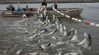 Most Satisfying Cast Net Fishing  Traditional  in The River  Amazing fish