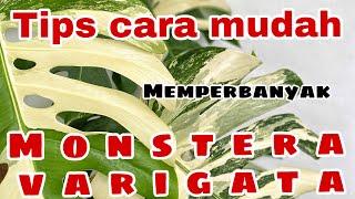 cara memperbanyak monstera varigata