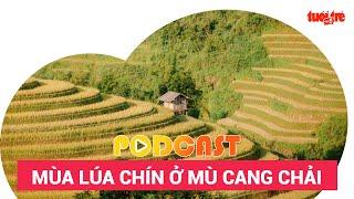 Podcast Mù Cang Chải mùa lúa chín sắc vàng chảy tràn trên triền núi