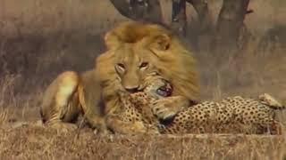 LİON vs CHEETAH Real Fight - Most Amazing Wild Animal Attacks