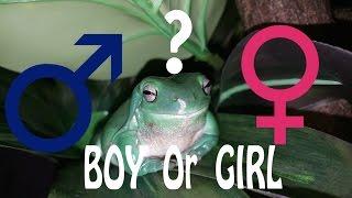 How To Determine the Gender of a Whites Tree Frog