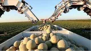 Amazing Agriculture Cultivation - Cantaloupe Growing Harvesting and Parking