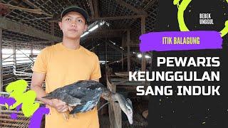 Ternak Bebek Pedaging - Itik Balagung Kawin Silang Itik Alabio dan Bebek Entok