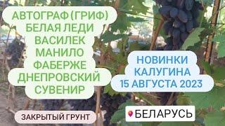 Новинки Калугина созревшие в закрытом грунте на 15 августа 2023.  Беларусь. Минский район.