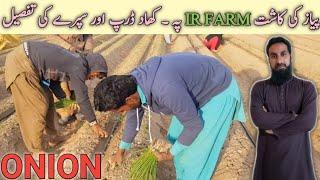 Onion farming part 2 Onion cultivation Pyaz ki kasht Growing onions tips hindiurdu IR FARM