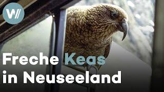 Keas spielen Wildtierfilmern Streiche und demolieren zum Spaß ihren Truck
