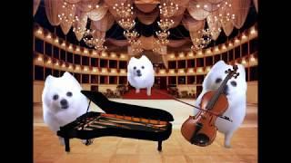 Pachelbels Canon in Dog