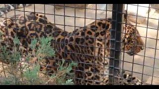 The EFBC Cat House - Rosamond CA