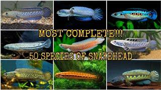 50 SPECIES OF SNAKEHEAD CHANNA