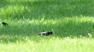 Starlings Foraging