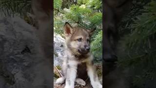 Cute Wolf Cub  #shorts #wolf