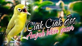 Ciak Jos Kecial Kuning Bikin Cepat Jos Gacor Kecial malas bunyi  Masteran Kecial Kuning Ampuh