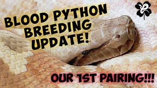 Breeding Blood Pythons Our 1st pairing VPI animals