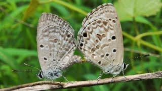 Lime blue butterfly ️ Mating Pair ️  How butterfly mate?