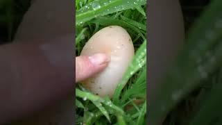 Chicken Egg With No Shell #shorts #chicken