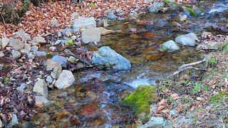 Ormanda Dinlendirici Su Sesi - Meditasyon - Uyku relaxing water sounds