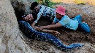 TOP 1 BEST VIDEO Of The World Most Biggest Reptile Snakes