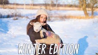 Homestead Morning Routine  Feeding cute Animals