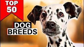 Top 50 Breeds Worldwide