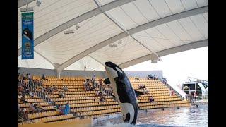 Loro Parque Orca show 2022