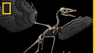 Are Birds Modern-Day Dinosaurs?  National Geographic