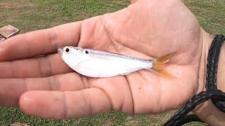 Using THREADFIN SHAD to fish Live bait