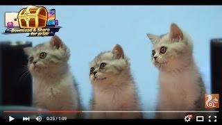 Super Cute Pets Discovering All on UC Browser 10.7