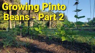 Growing Pinto Beans Part 2