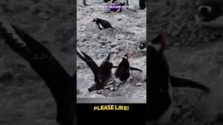 Savage SKUA Sudden Attack on Innocent Penguins #wildlife #brutal