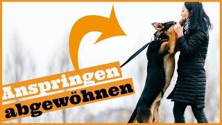 Hund Anspringen abgewöhnen I 3 einfache Tipps um das Anspringen schnell zu stoppen