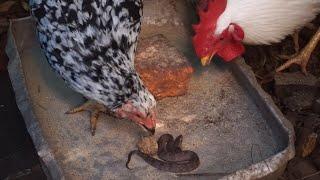 Snake friendly attitude against chicken was amazing