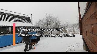 Почему собака скулит? Как отучить собаку скулить.