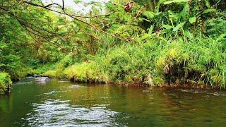 Relaxing River Sound 7 Hours‼️ helping sleep for studying for meditation