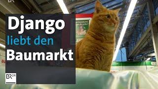 Django - der Baumarkt-Kater aus Starnberg  BR24