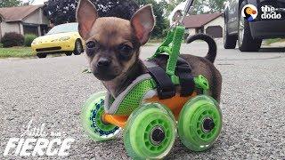 Tiniest Puppy Loves To Race Around On His Wheels  The Dodo Little But Fierce