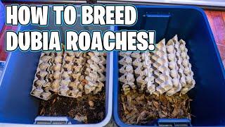 HOW TO BREED DUBIA ROACHES